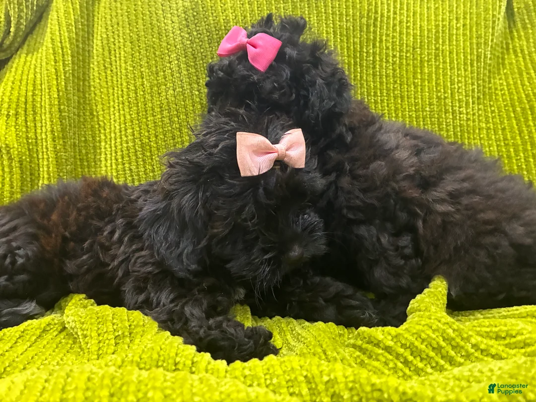 Shih Tzu dogs for sale: Casina  - Ad 2