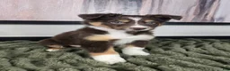Miniature Australian Shepherd dogs for sale: Sandy - Ad 3