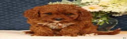 Cavapoo dogs for sale: Gretta - Ad 5