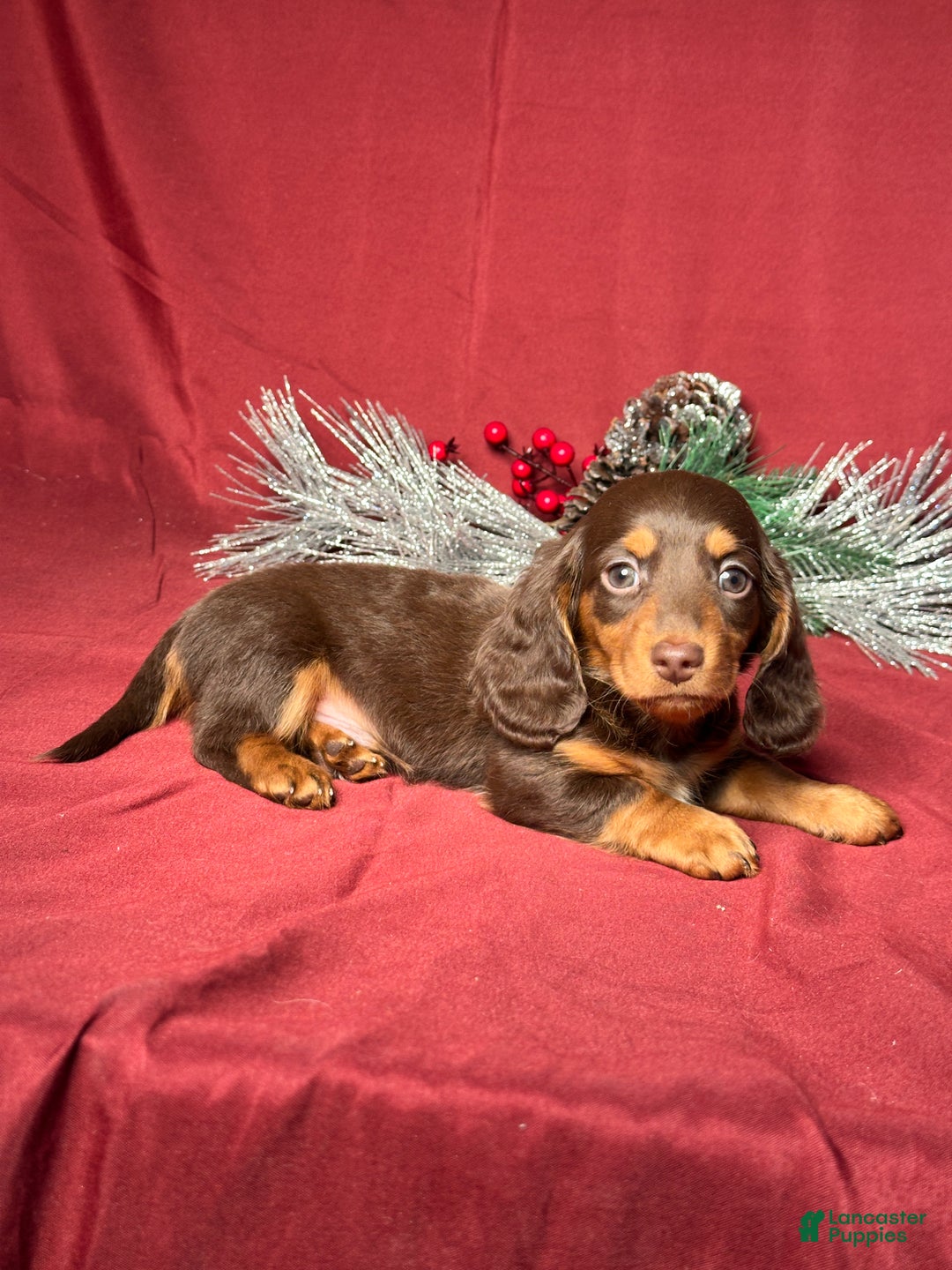 Miniature Dachshund dogs for sale: Dallas - Ad 5