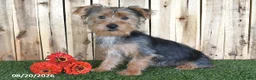 Yorkshire Terrier dogs for sale: Denny - Ad 5