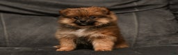 Pomeranian dogs for sale: Holly - Ad 4