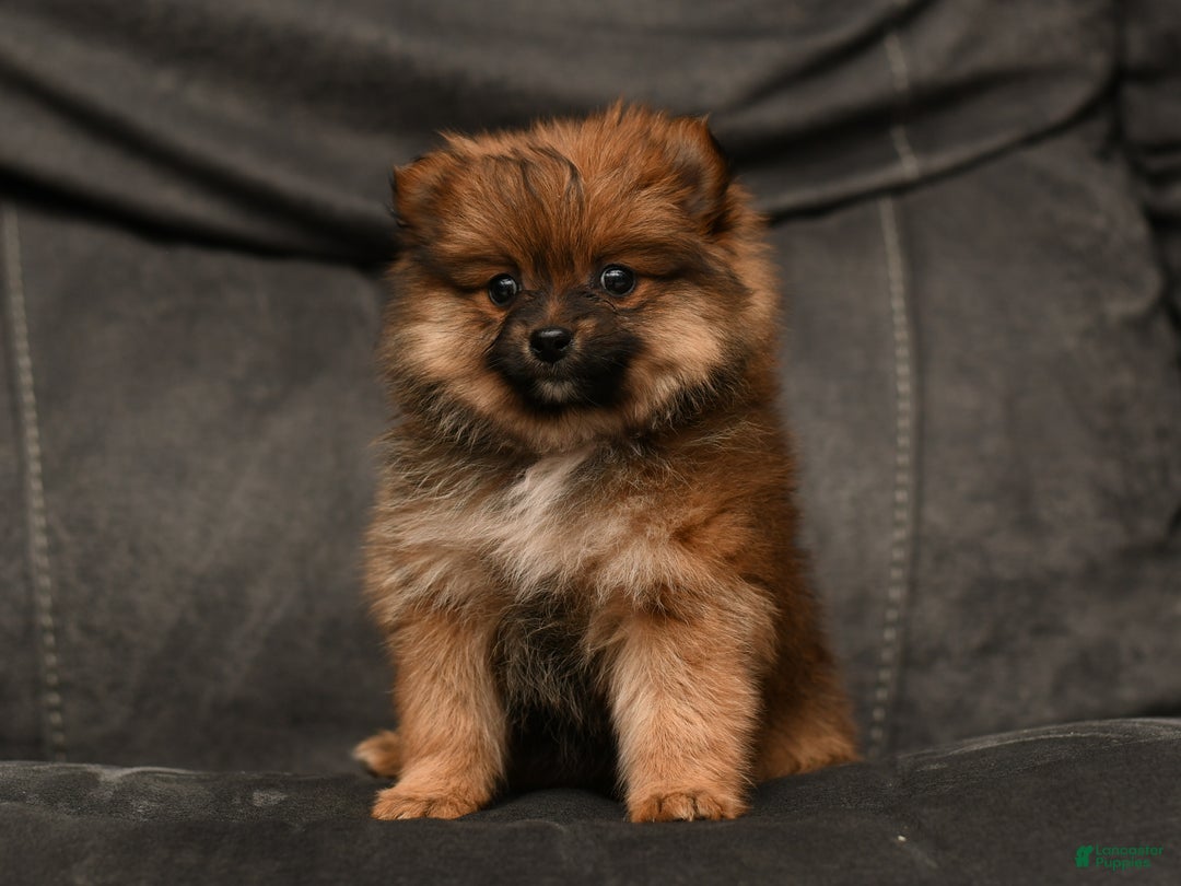 Pomeranian dogs for sale: Holly - Ad 4