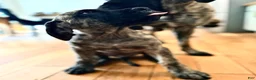 English Mastiff dogs for sale: English Mastiff Male Brindle Pup - Ad 5