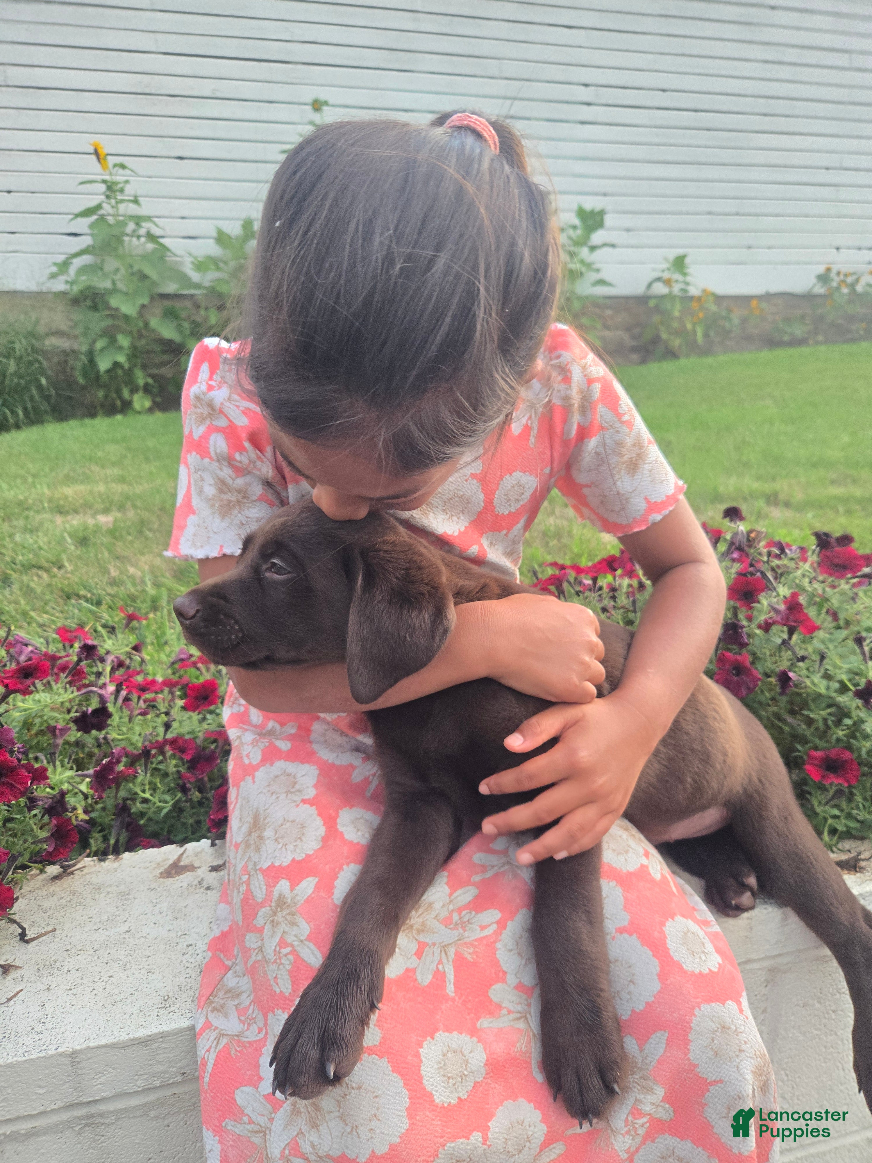 Labrador Retriever dogs Ben - Ad 1