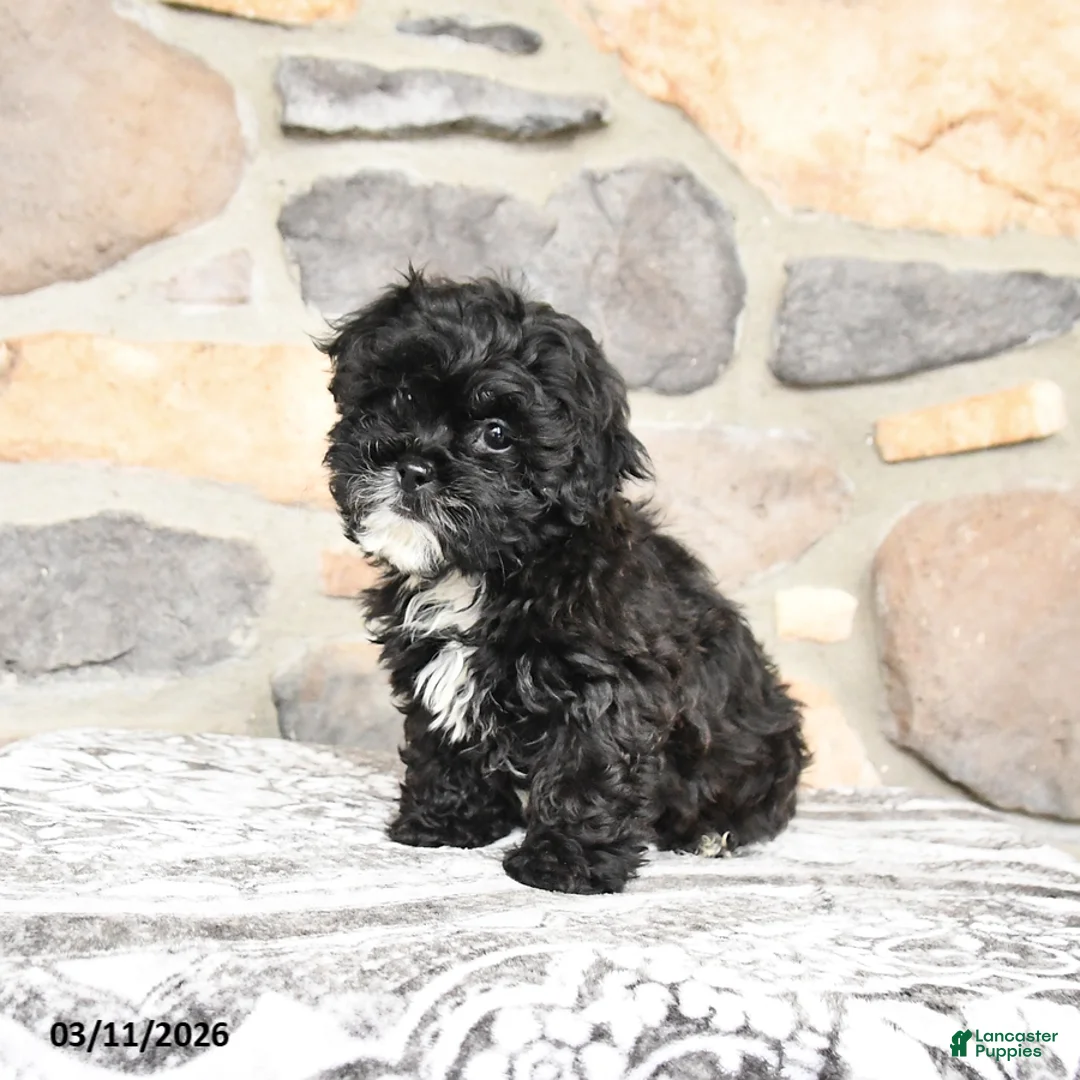 Teddy Bear dogs for sale: Teddy - Ad 2