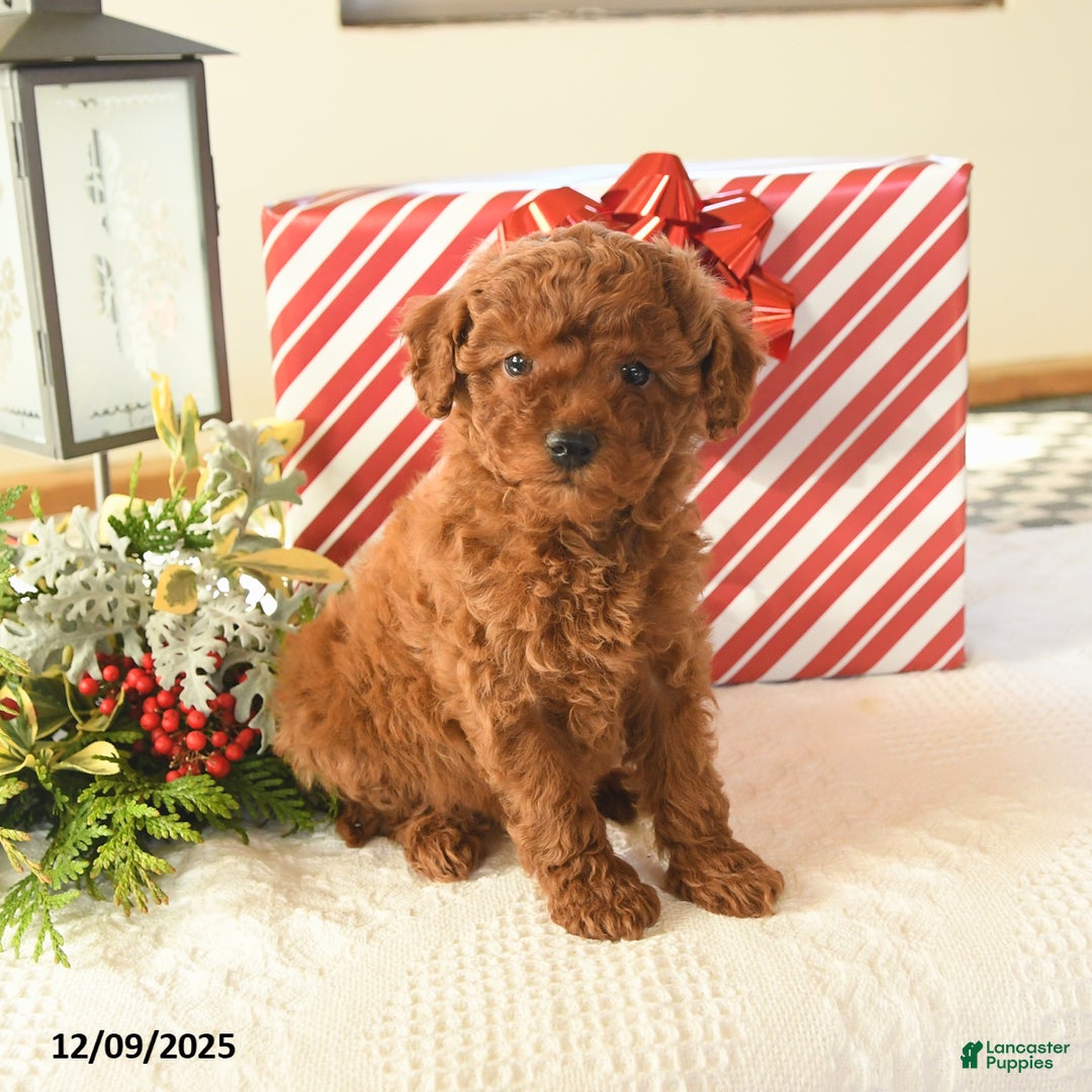 Miniature Poodle dogs for sale: Sterling - Ad 2