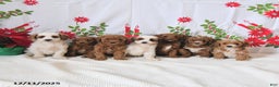 Mini Goldendoodle dogs for sale: Panda - Ad 3
