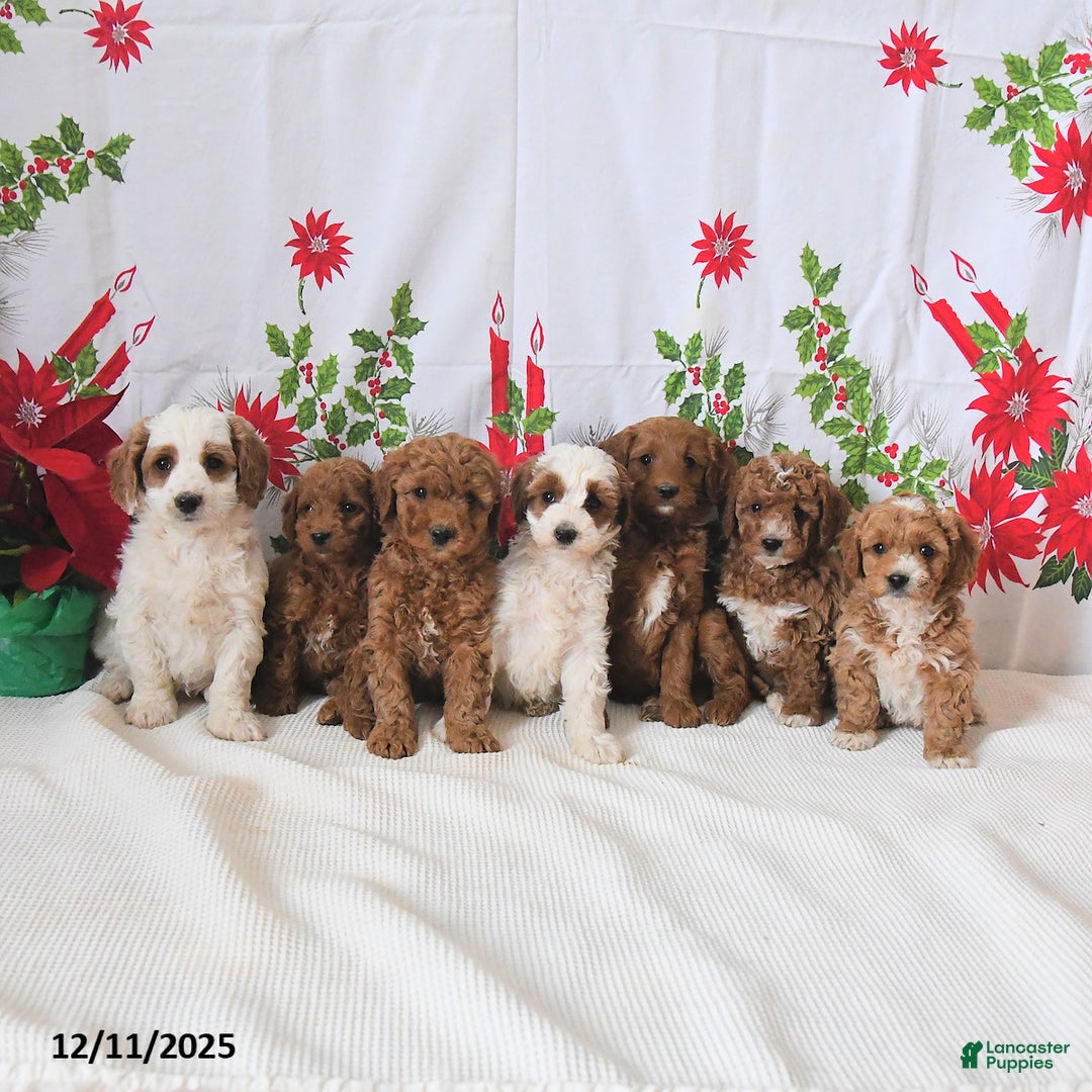 Mini Goldendoodle dogs for sale: Panda - Ad 3