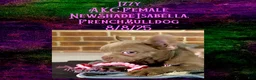 French Bulldog dogs for sale:  “Izzy the Queen: Hazel-Eyed Beauty with Boss Energy & Breeding Potential” - Ad 8