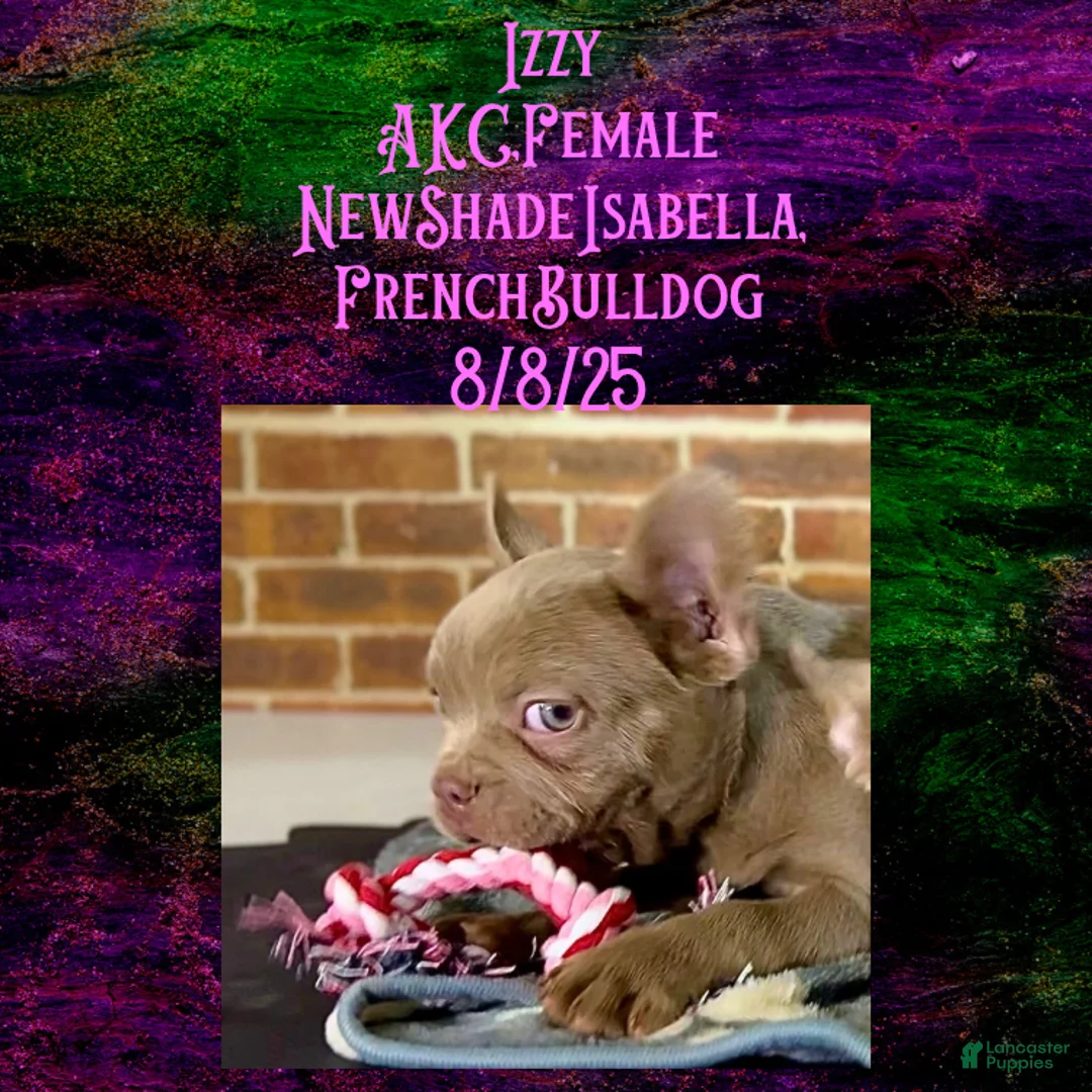 French Bulldog dogs for sale:  “Izzy the Queen: Hazel-Eyed Beauty with Boss Energy & Breeding Potential” - Ad 8