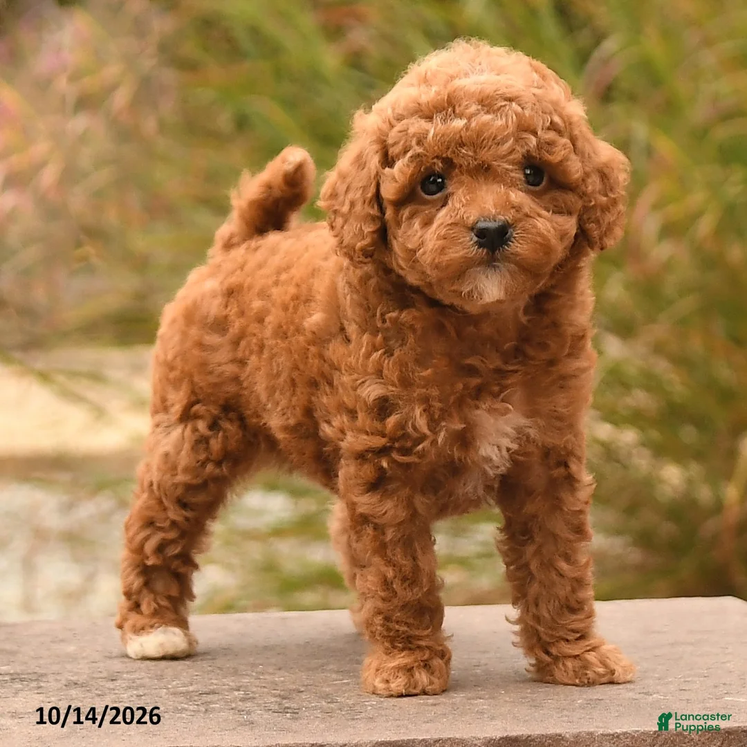Toy Poodle dogs for sale: Sugar - Ad 2