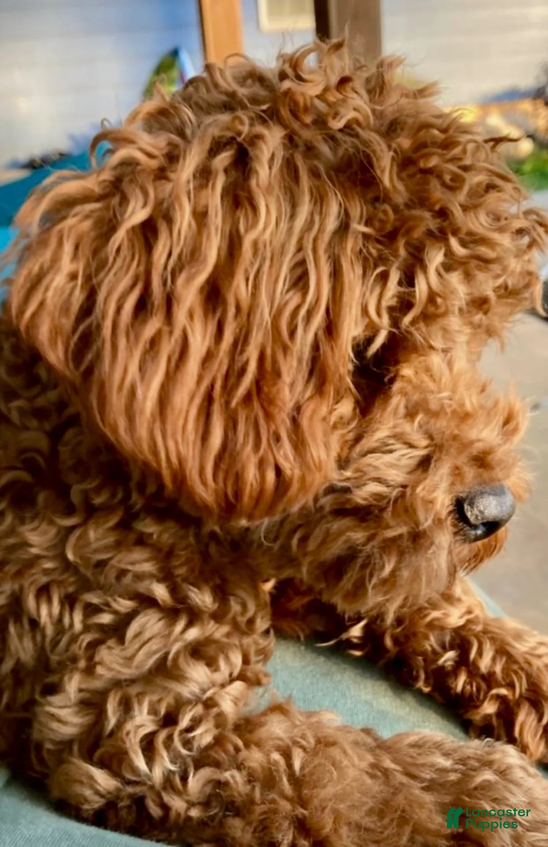 Toy Poodle dogs for sale: Toy Poodle 1 - Ad 4
