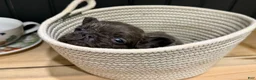 French Bulldog dogs for sale: Blackberry - Ad 5