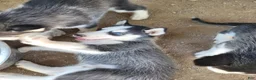 Siberian Husky dogs for sale: Blaze - Ad 5