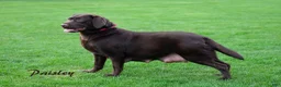 Labrador Retriever dogs for sale: Willow-English Champ linesLabrador Retriever Puppy 5 - Ad 2
