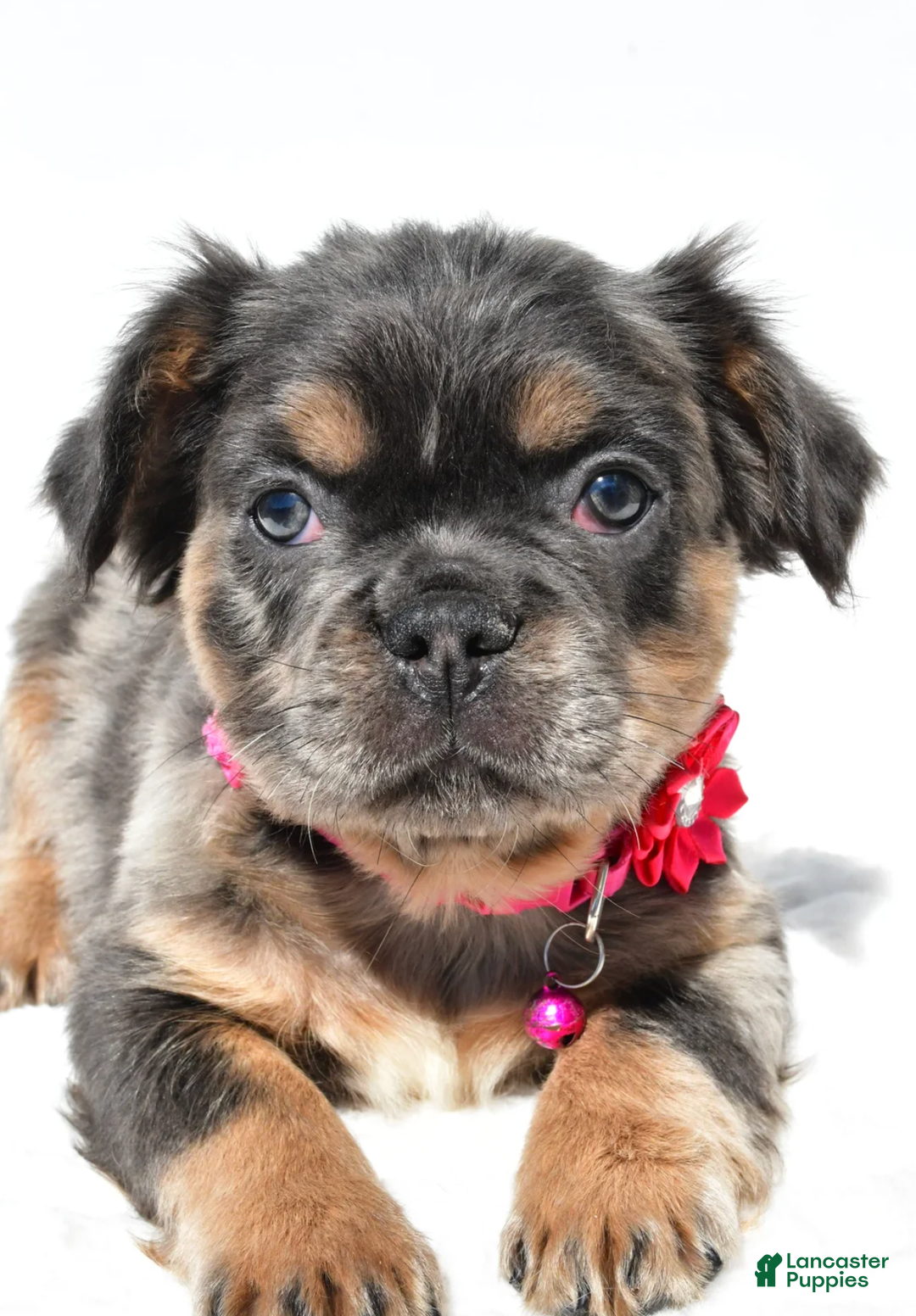 French Bulldog dogs for sale: Norma - Ad 1