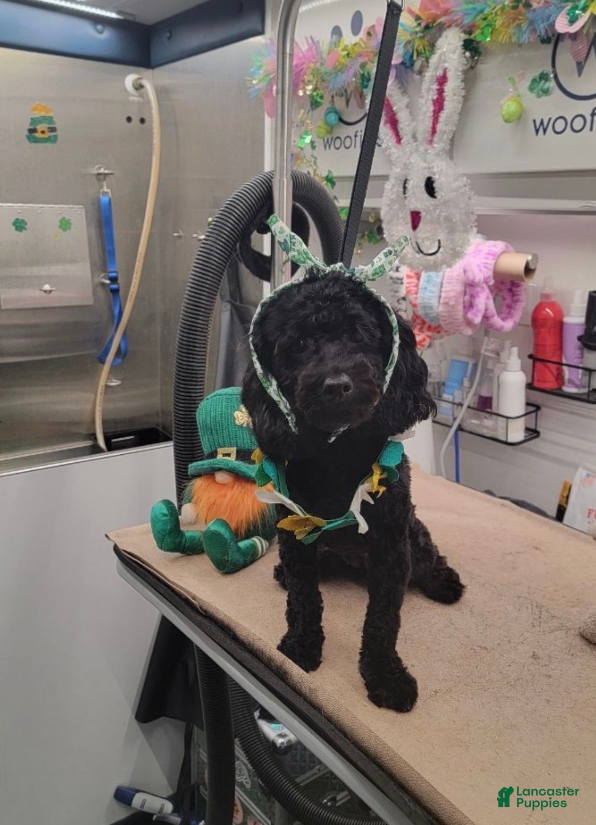 Cavapoo dogs Cavapoo Puppy 1 - Ad 2