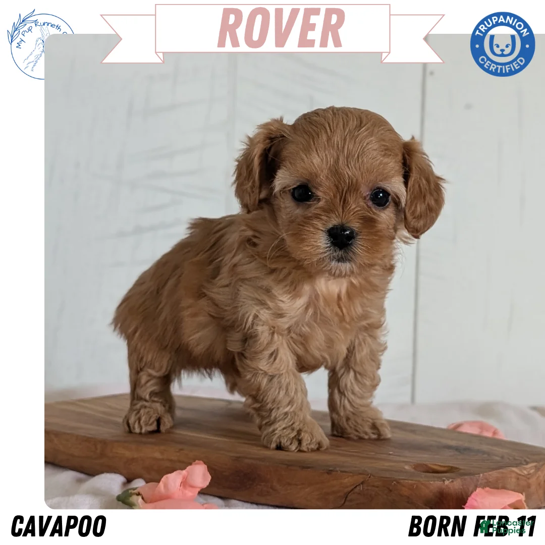 Cavapoo dogs for sale: Rover - Ad 1