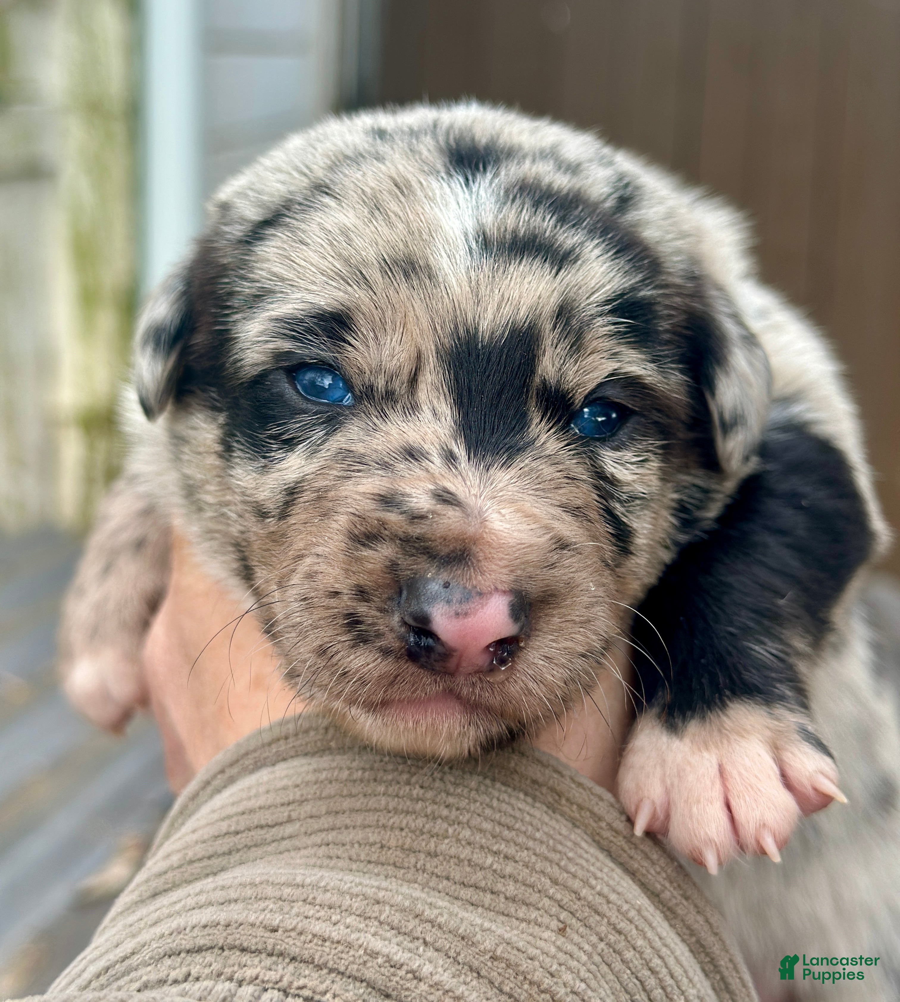 Mixed Breed dogs Kelpie/Border Collie Puppy 2 - Ad 1