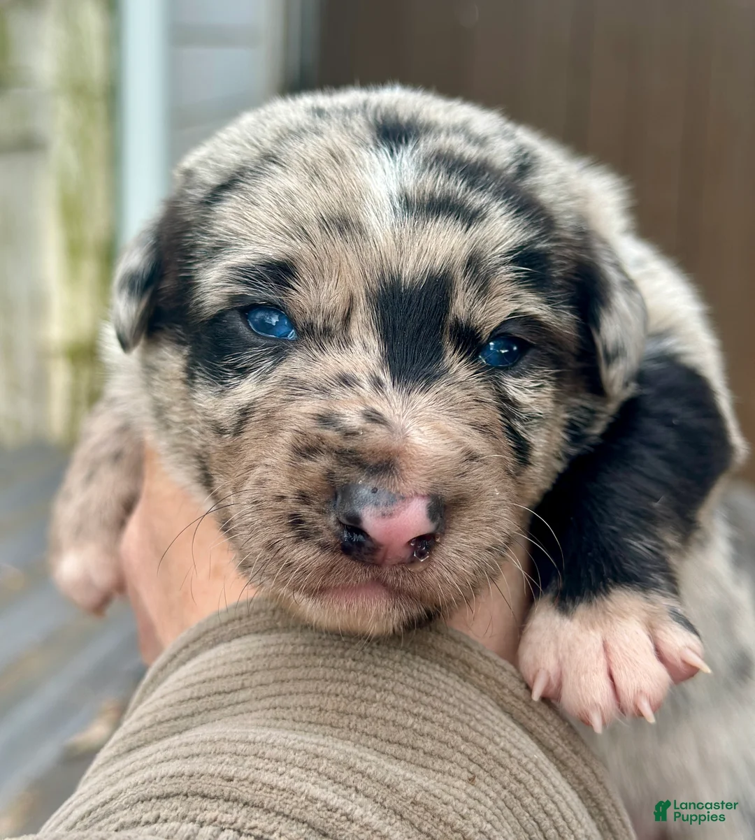 Mixed Breed dogs for sale: Kelpie/Border Collie Puppy 2 - Ad 1