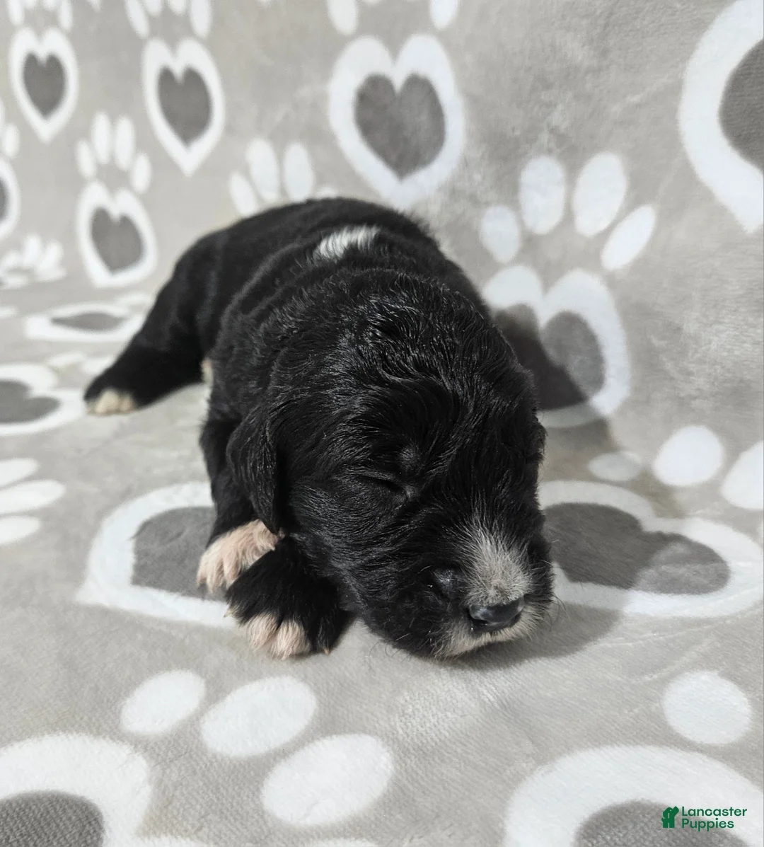 Goldendoodle dogs for sale: F1 Dot - Ad 2