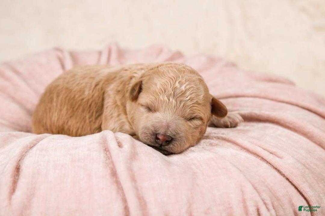 Maltipoo dogs for sale: Elsa - Ad 2