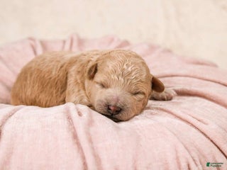 Maltipoo dogs Elsa - Ad 9