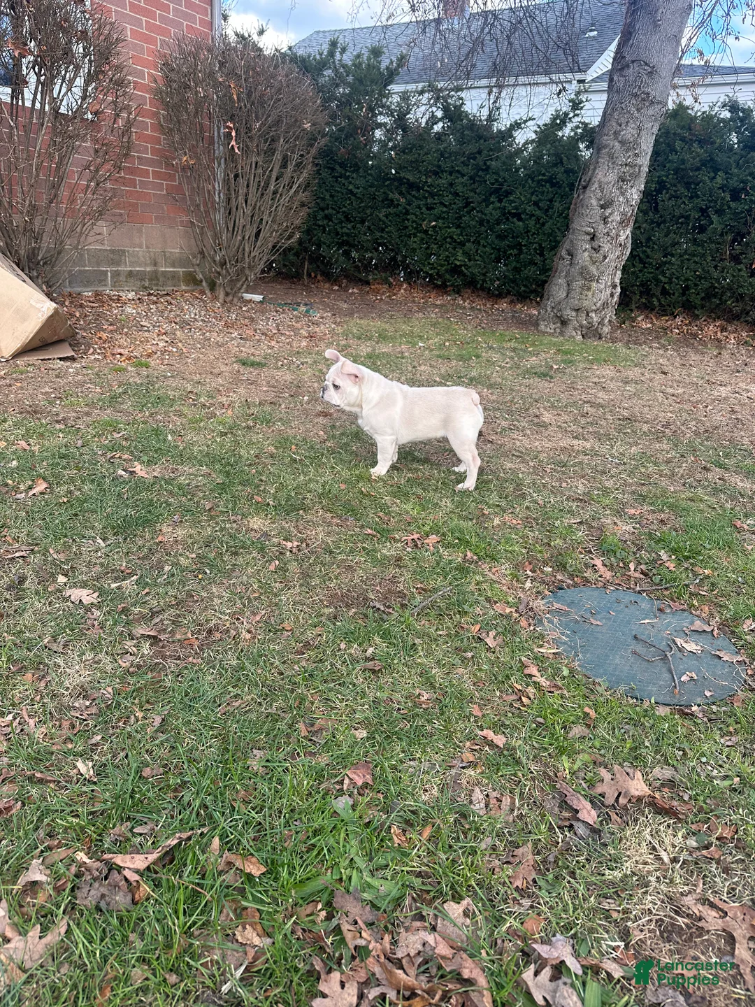 French Bulldog dogs for sale: French Bulldog Puppy 1 - Ad 2