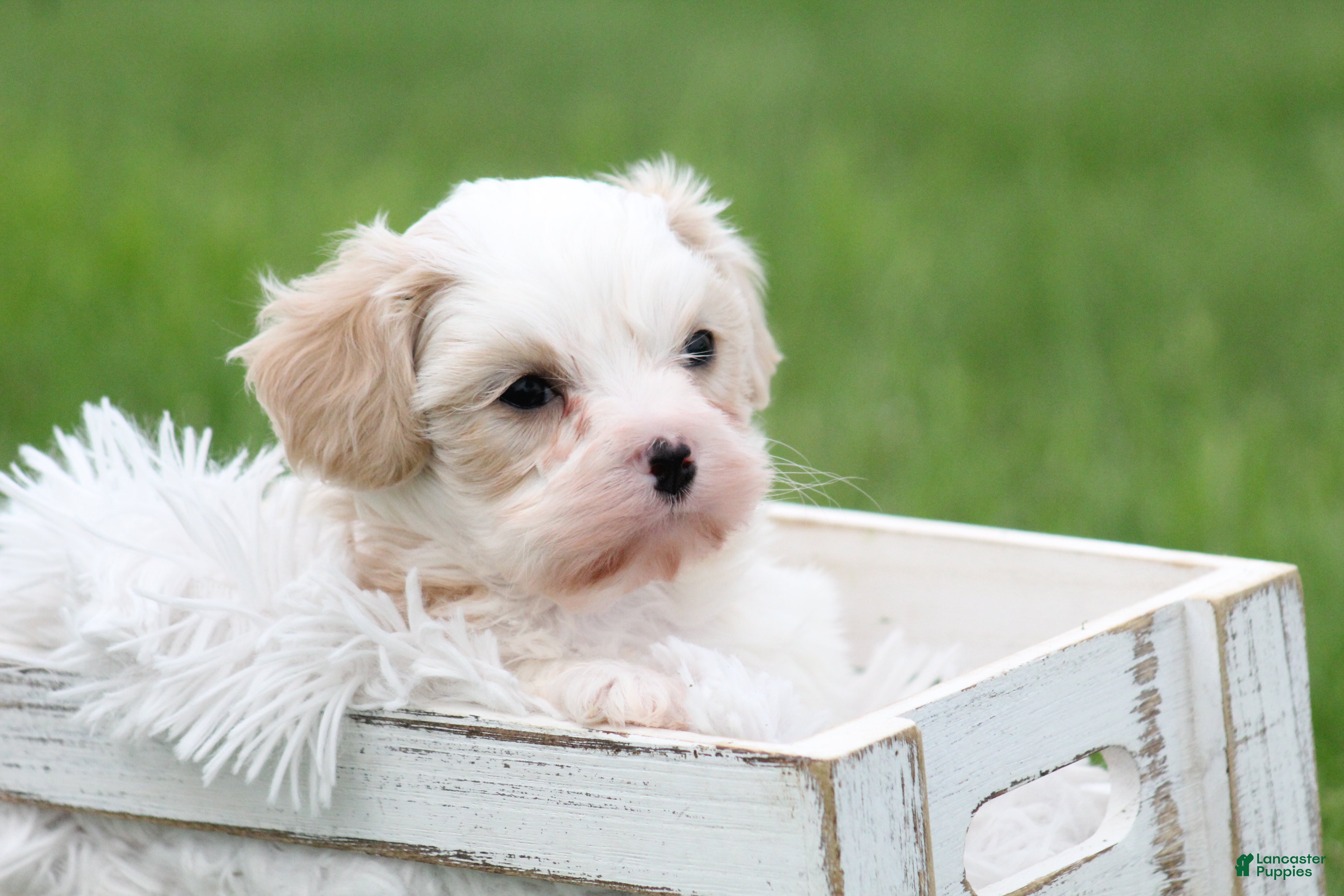 Mixed Breed dogs Mixed Breed Puppy 1 - Ad 1