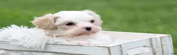 Mixed Breed dogs for sale: Mixed Breed Puppy 1 - Ad 1
