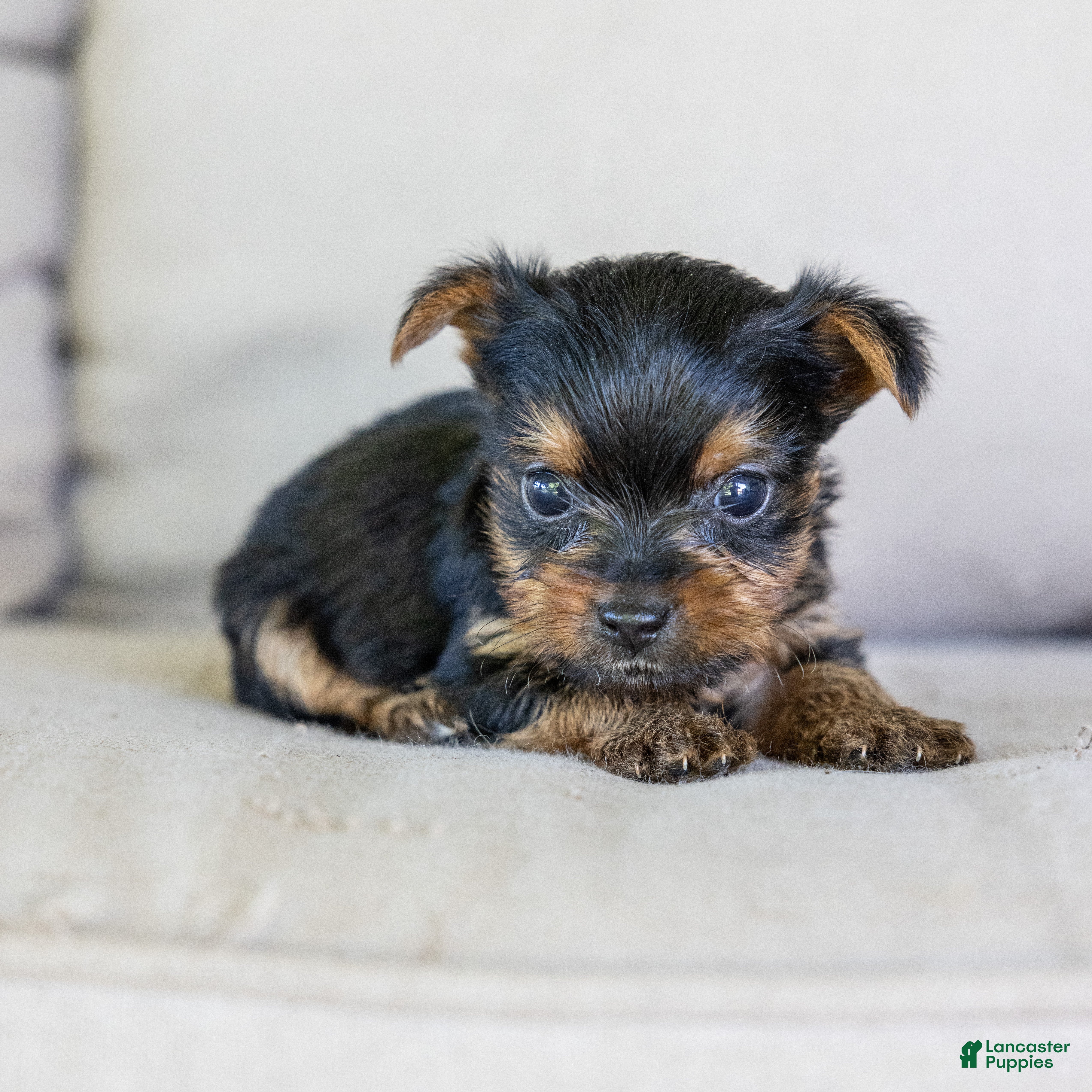 Yorkshire Terrier dogs Roger (Teacup) - Ad 1