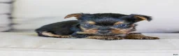 Yorkshire Terrier dogs for sale: Roger (Teacup) - Ad 1