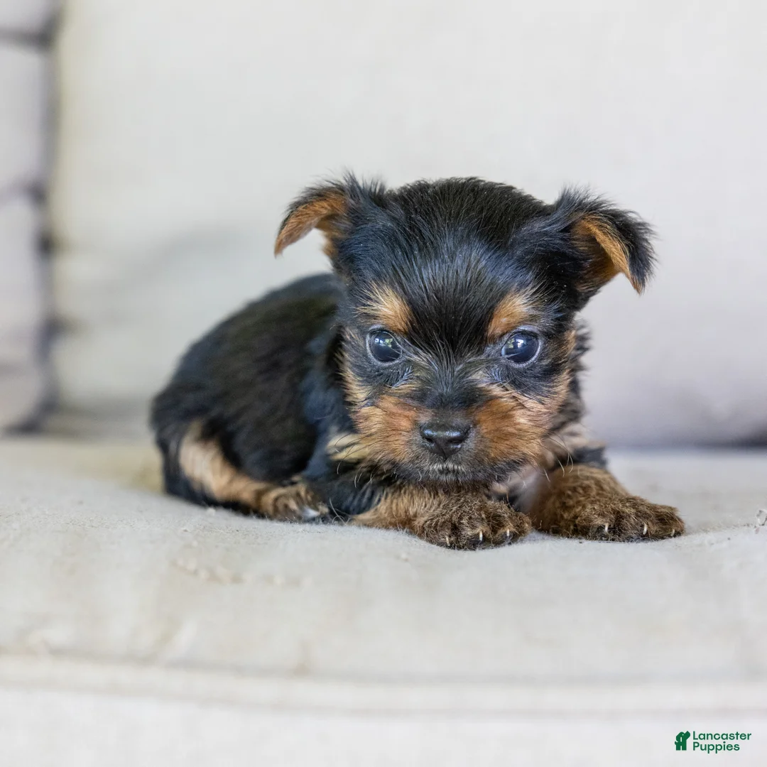 Yorkshire Terrier dogs for sale: Roger (Teacup) - Ad 1