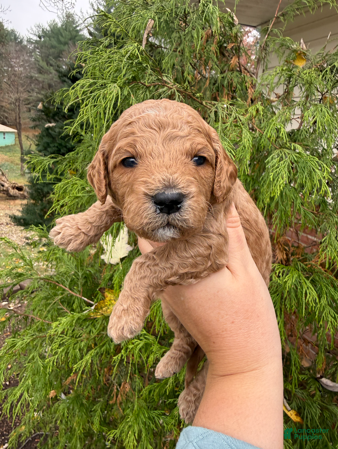 Mini Goldendoodle dogs for sale: Mini Goldendoodle Puppy 3 - Ad 1