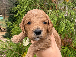 Mini Goldendoodle dogs Mini Goldendoodle Puppy 3 - Ad 7