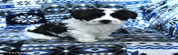 Cavachon dogs for sale: Lexy - Ad 5