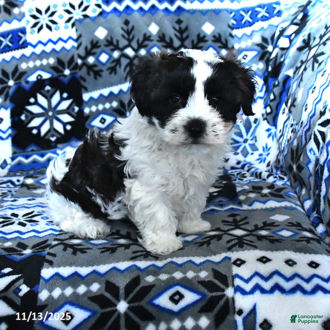 Cavachon dogs for sale: Lexy - Ad 5