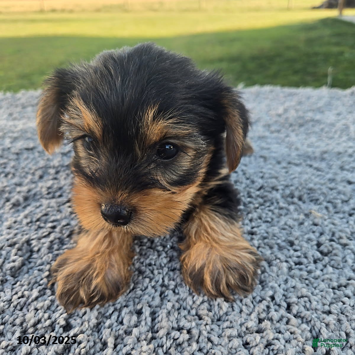 Yorkshire Terrier dogs Sadie - Ad 26