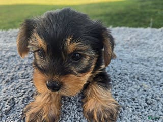 Yorkshire Terrier dogs Sadie - Ad 24