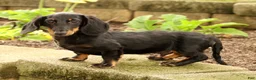Miniature Dachshund dogs for sale: Bouncer - Ad 9