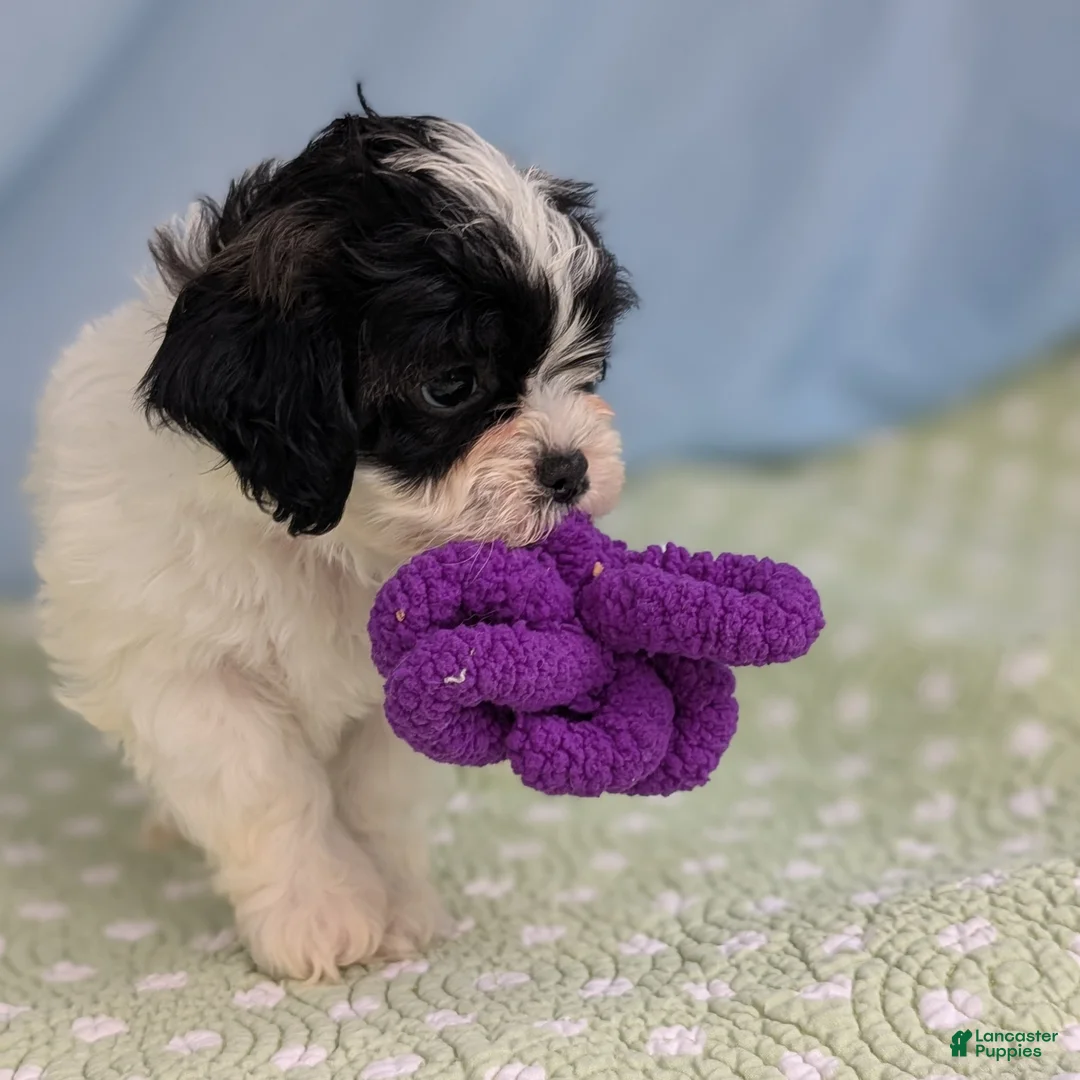 Teddy Bear dogs for sale: Crow - Ad 2