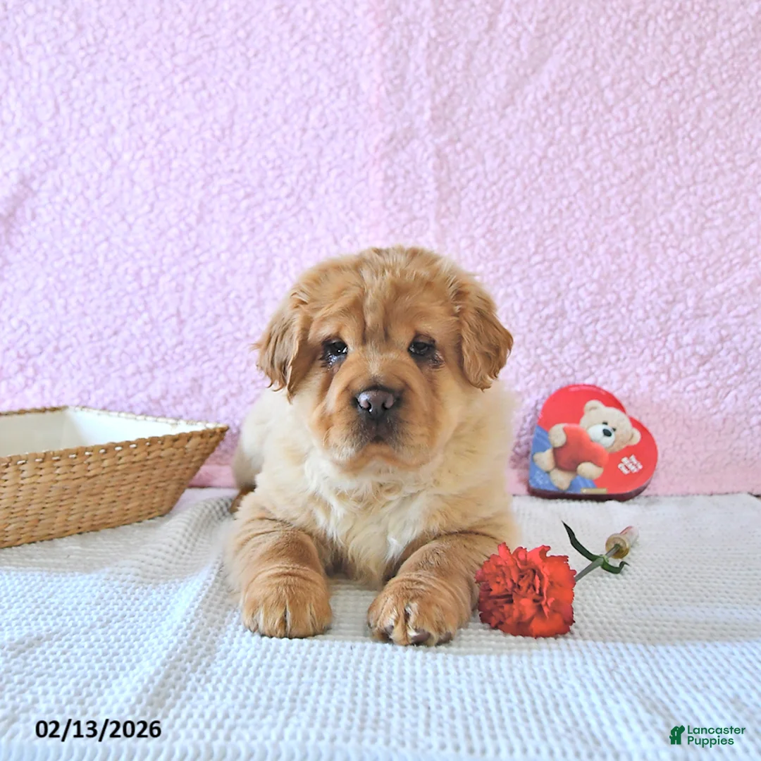 Mini Hippo dogs for sale: Damon - Ad 2