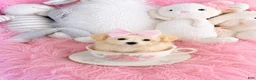 Bichpoo dogs for sale: Teacup Bichpoo- Hand Delivery Available  - Ad 1