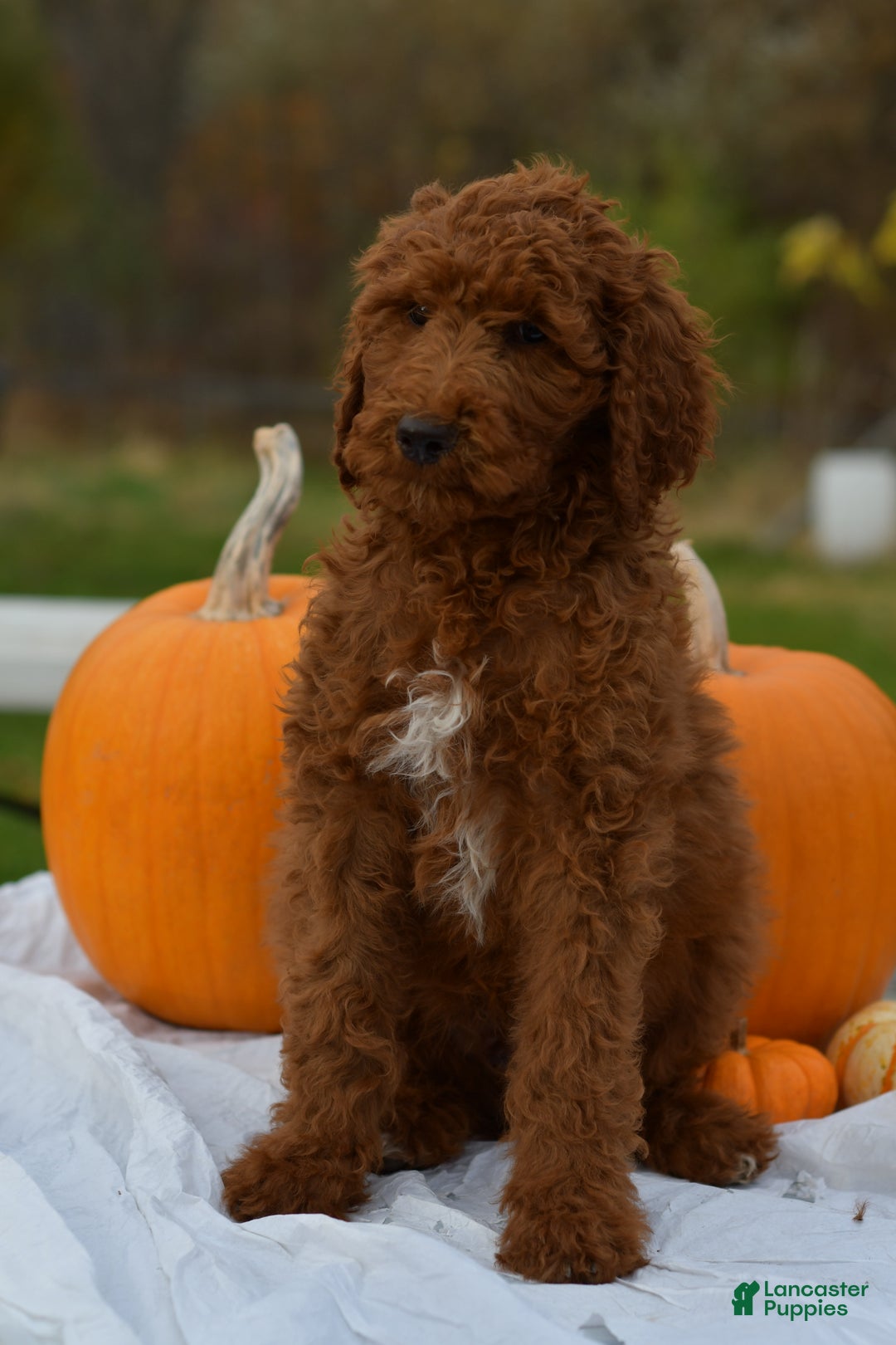 Standard Poodle dogs for sale: Clifford  - Ad 11