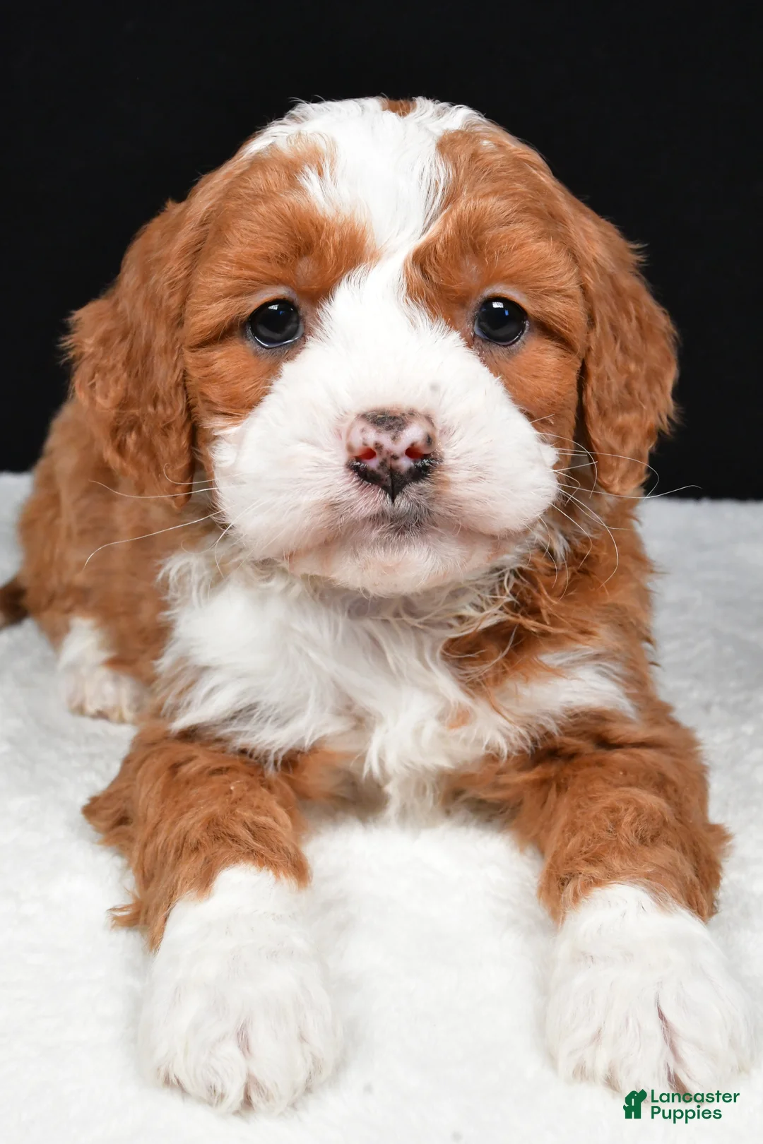 Mini Goldendoodle dogs for sale: Bentley - Ad 10