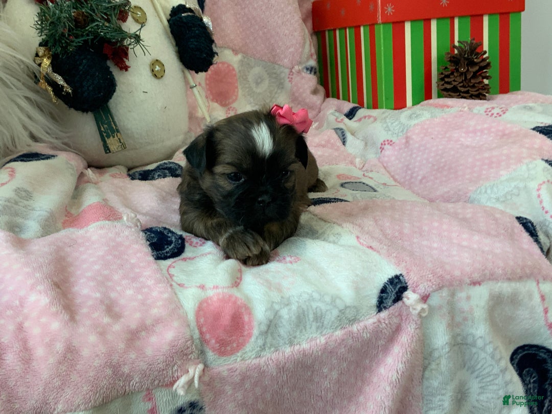 Shih Tzu dogs for sale: TASHA - Ad 4