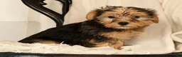 Yochon dogs for sale: Kaden - Ad 9