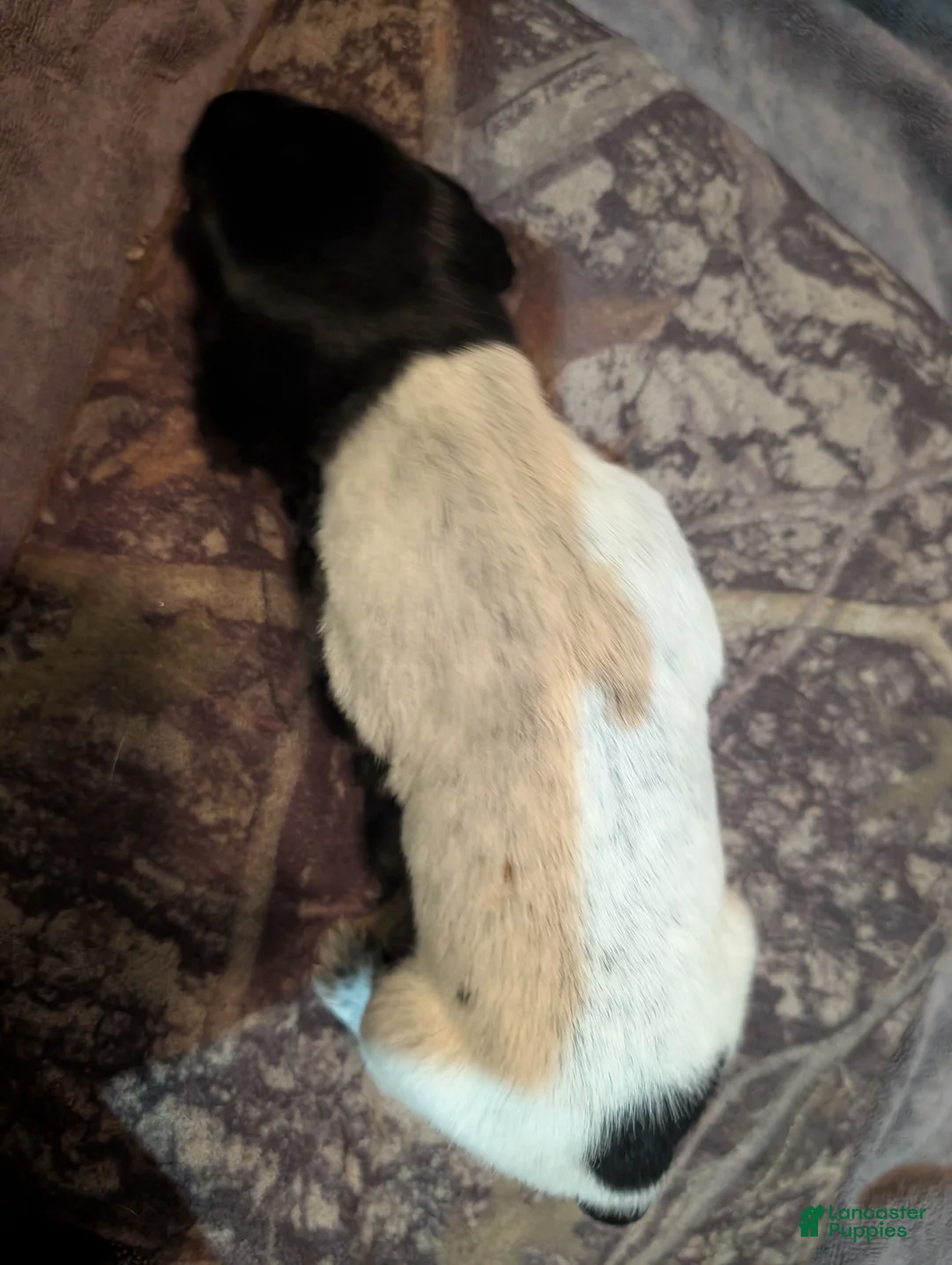 German Wirehaired Pointer dogs for sale: German Wirehaired Pointer Puppy 3 - Ad 2