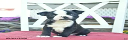 Boston Terrier dogs for sale: Patriot - Ad 4